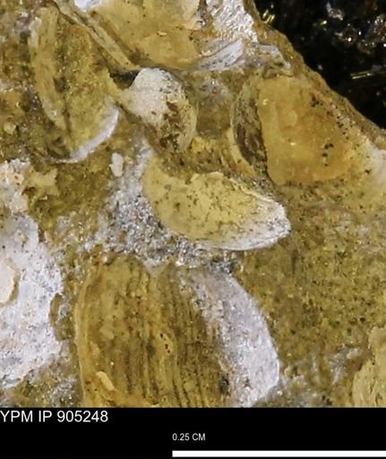 undet. Bivalvia