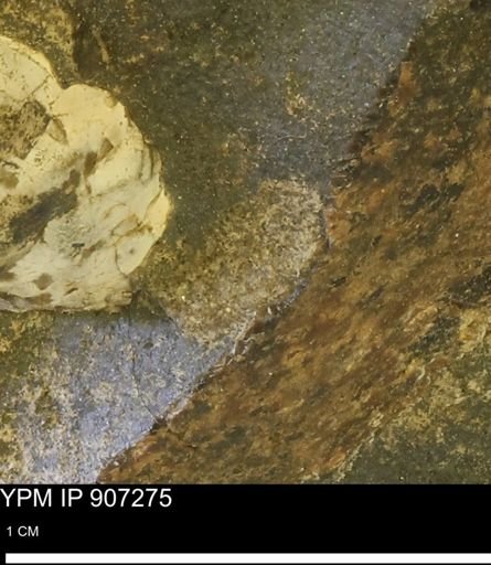 undet. Mollusca