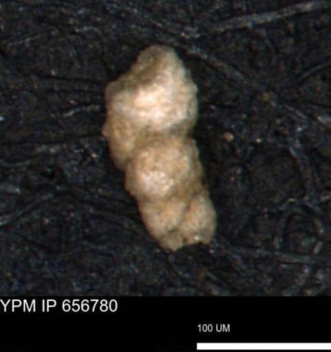 Verneuilinoides hectori