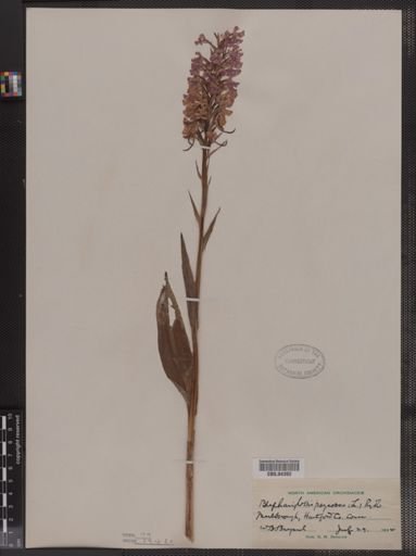 Blephariglottis psycodes