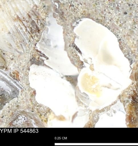 Corbulamella gregaria