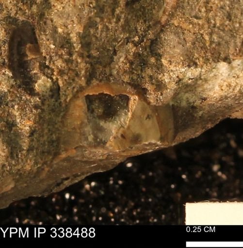 undet. Mollusca