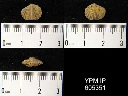 Platystrophia sp.