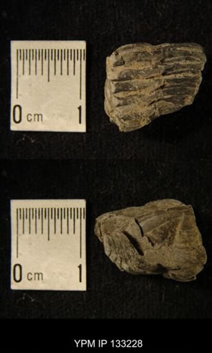 Phacops rana