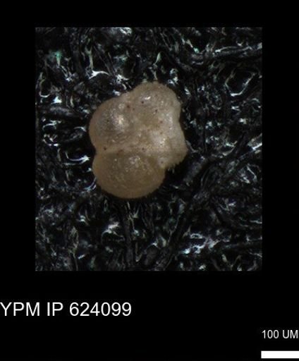 undet. Foraminiferida