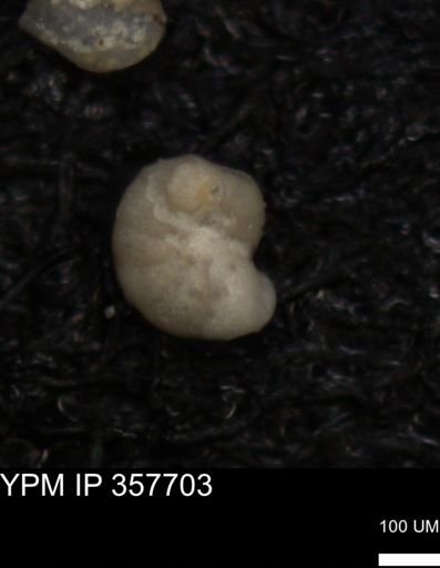 undet. Foraminiferida