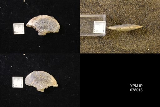 undet. Sphenodiscidae