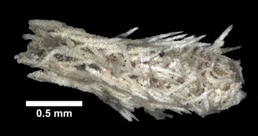 Acanthogorgia aspera