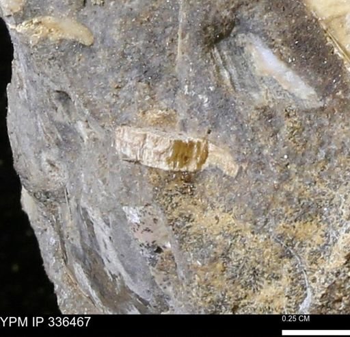 undet. Mollusca