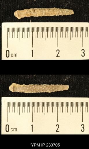 Archaeocidaris sp.