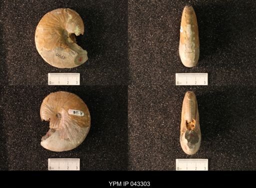 Hoploscaphites nicolletii