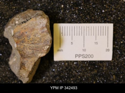 undet. Scaphitidae
