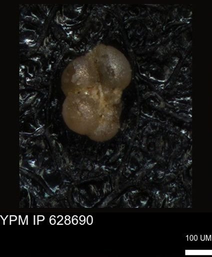 undet. Foraminiferida