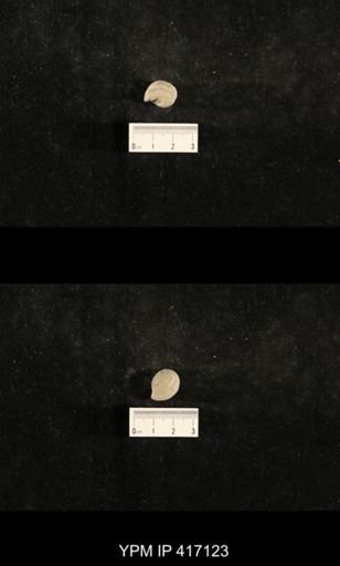 Trepospira sphaerulata