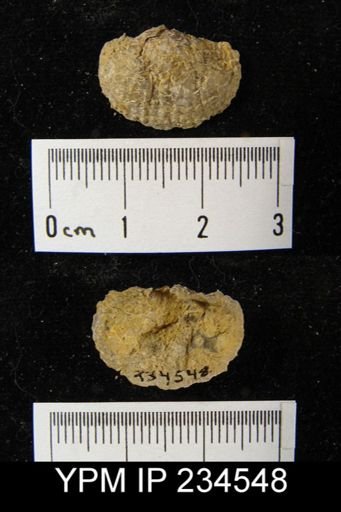 Marginifera muricatina