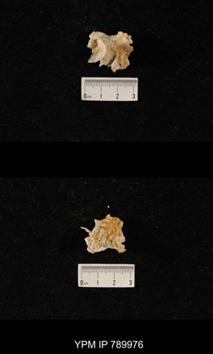 Leptodus sp.