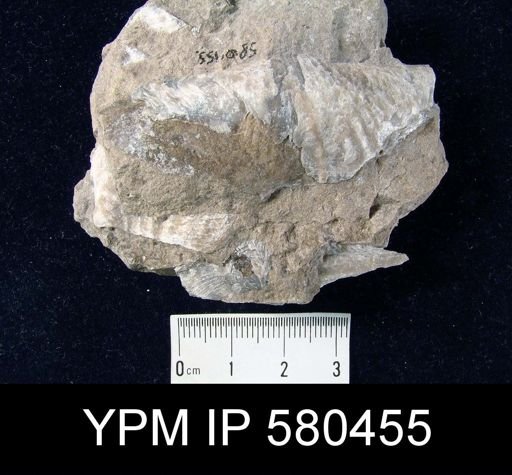 undet. Cyrtospiriferoidea