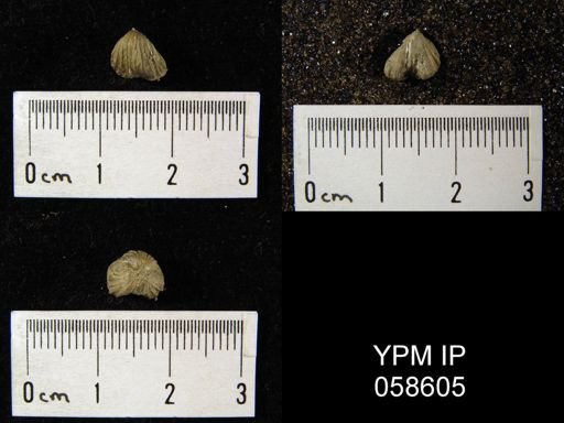Camarotoechia transversa