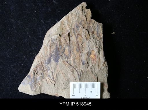 undet. Graptolithina