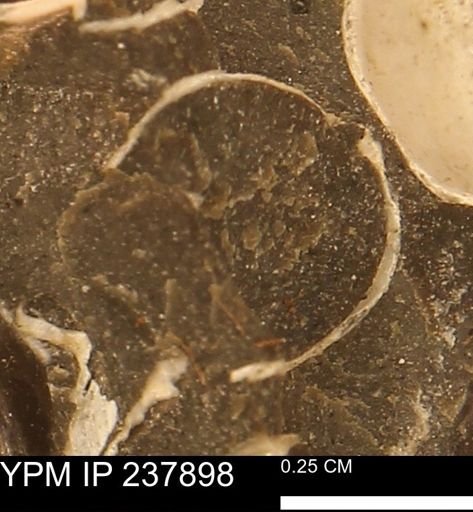Limopsis striatopunctatus