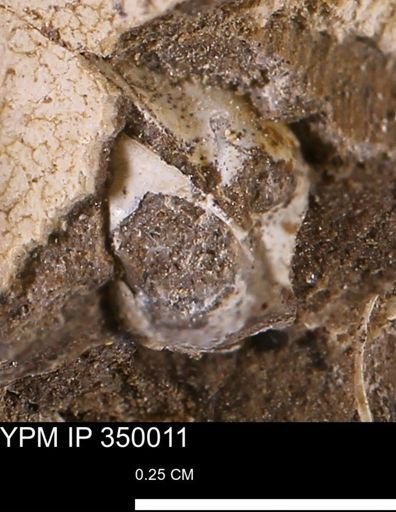 undet. Bivalvia