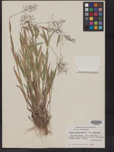 Panicum lanuginosum