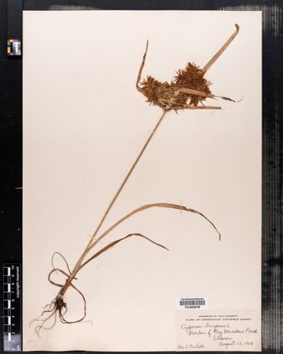 Cyperus strigosus