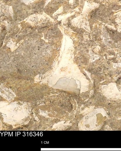 undet. Gastropoda