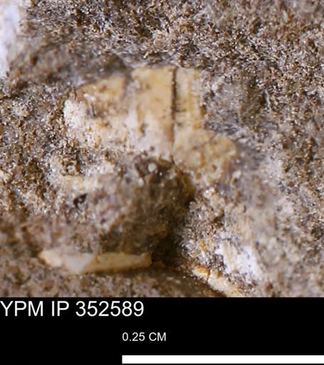 undet. Mollusca