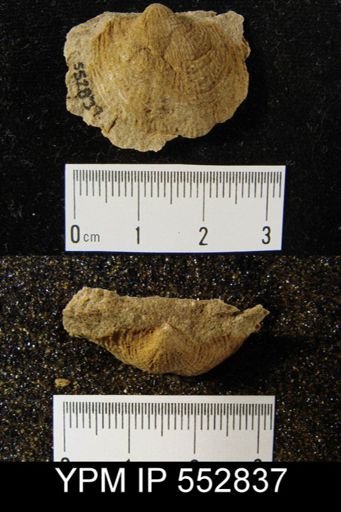 Productella hirsuta?