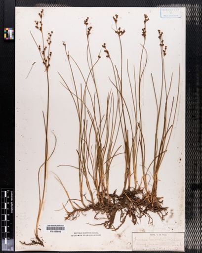 Juncus gerardii