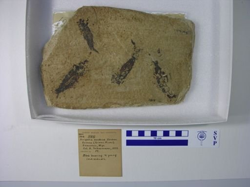 Knightia eocaena