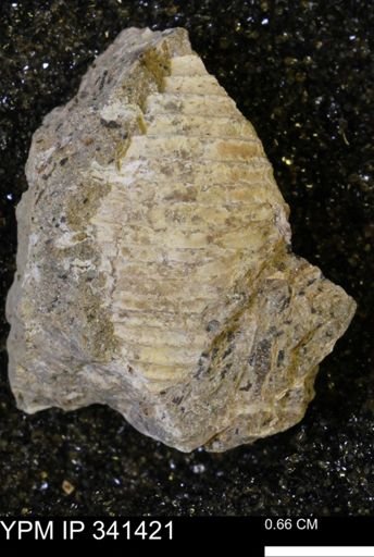 Scaphites sp.