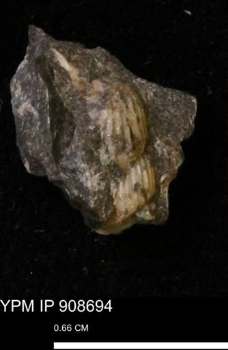 undet. Turritellidae
