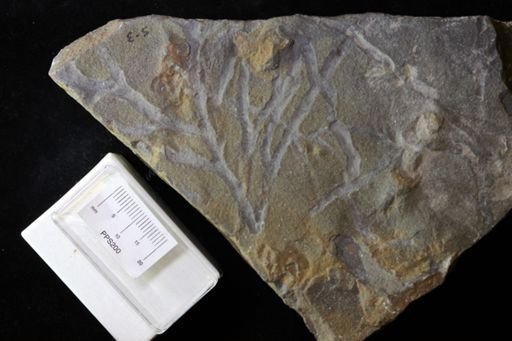 Chondrites lycopodioides