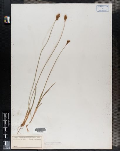 Carex