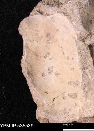Baculites sp.