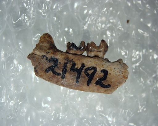 Adapisoricidae