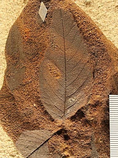 Angiospermopsida