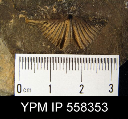 Mucrospirifer sp.