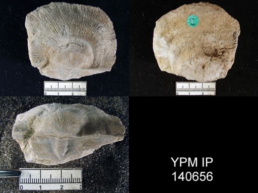 Derbya grandis