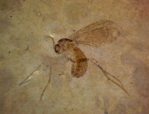 undet. Diptera