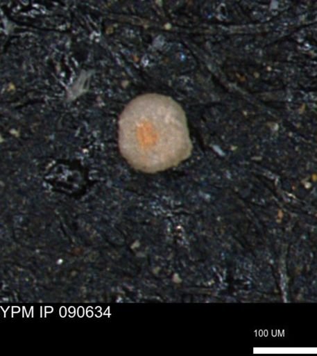 undet. Foraminiferida