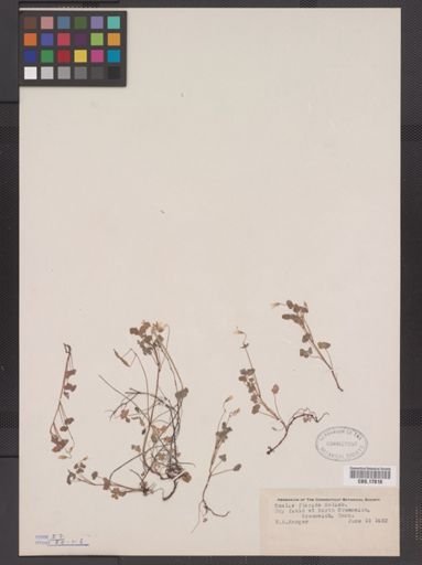Oxalis dillenii