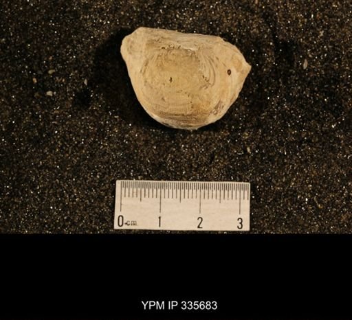 Linoproductus cora