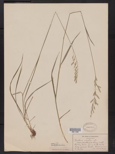 Festuca elatior