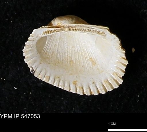 Scapharca transversa