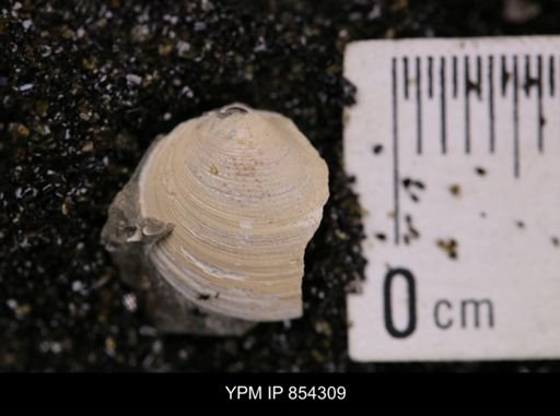 Limopsis striatopunctatus