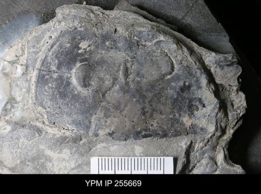 Eurypterus sp.