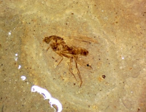 undet. Nematocera